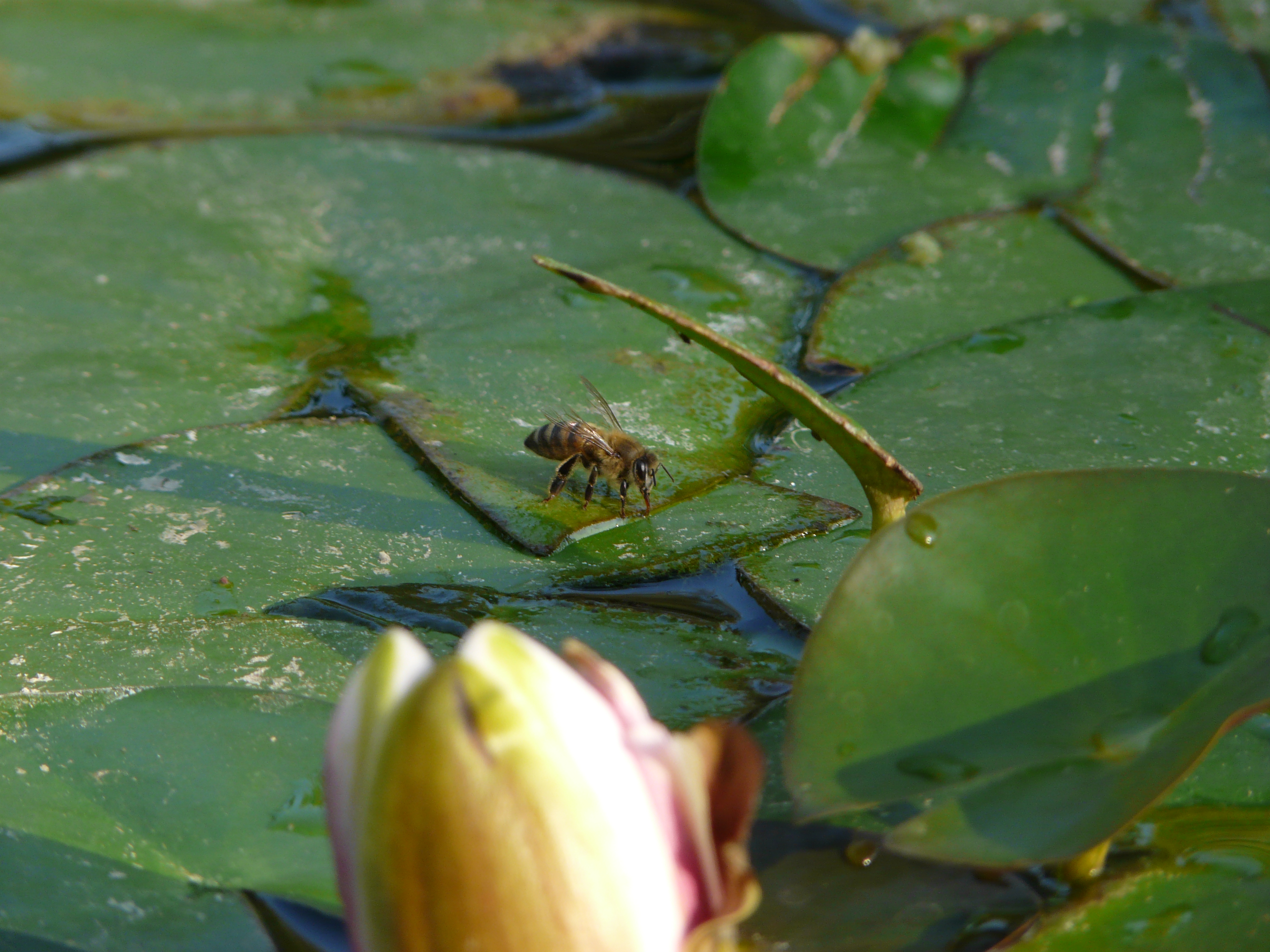 The lily pad bee