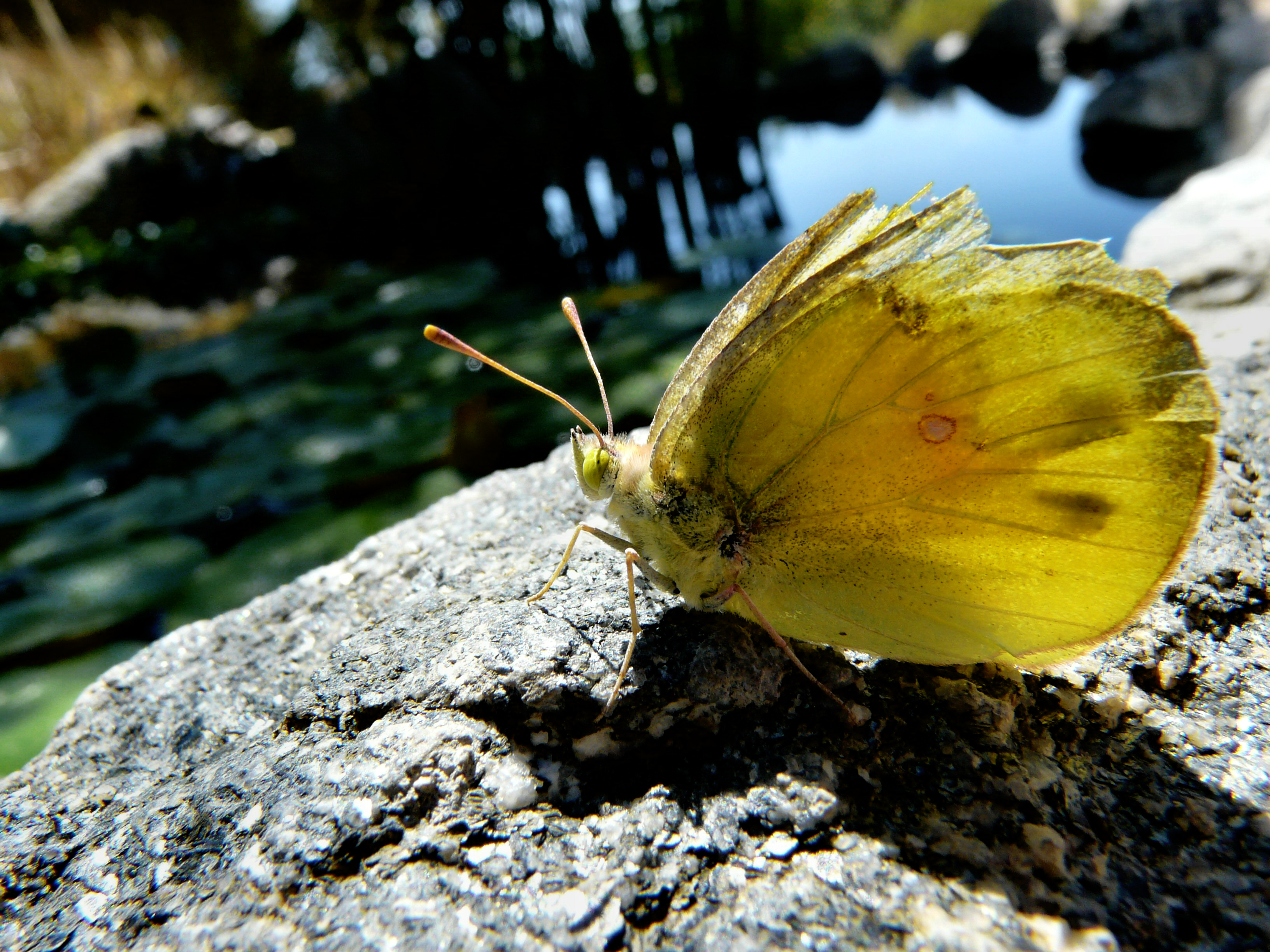 Battered Batterfly