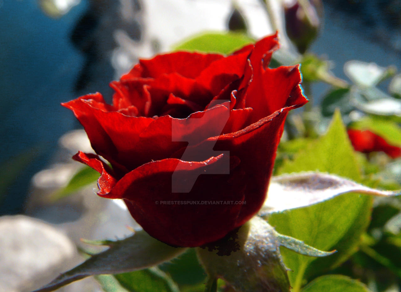 Blood red rose by Priestesspunx on DeviantArt