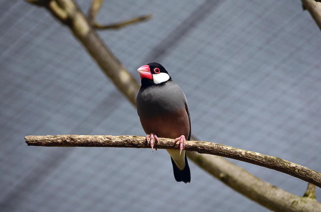 Java Sparrow by Choccylover on DeviantArt