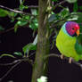 Plum-Headed Parakeet