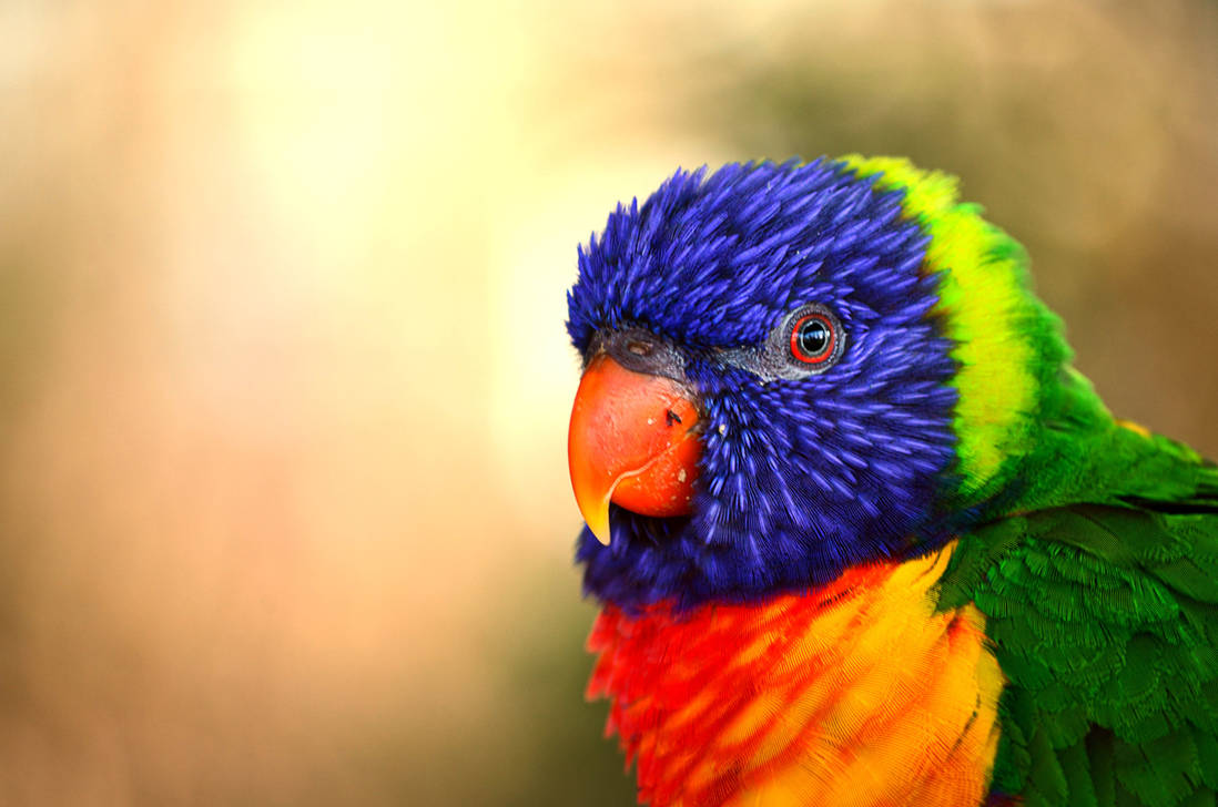 Rainbow Lorikeet