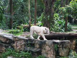 White Tiger of Singapore Zoo