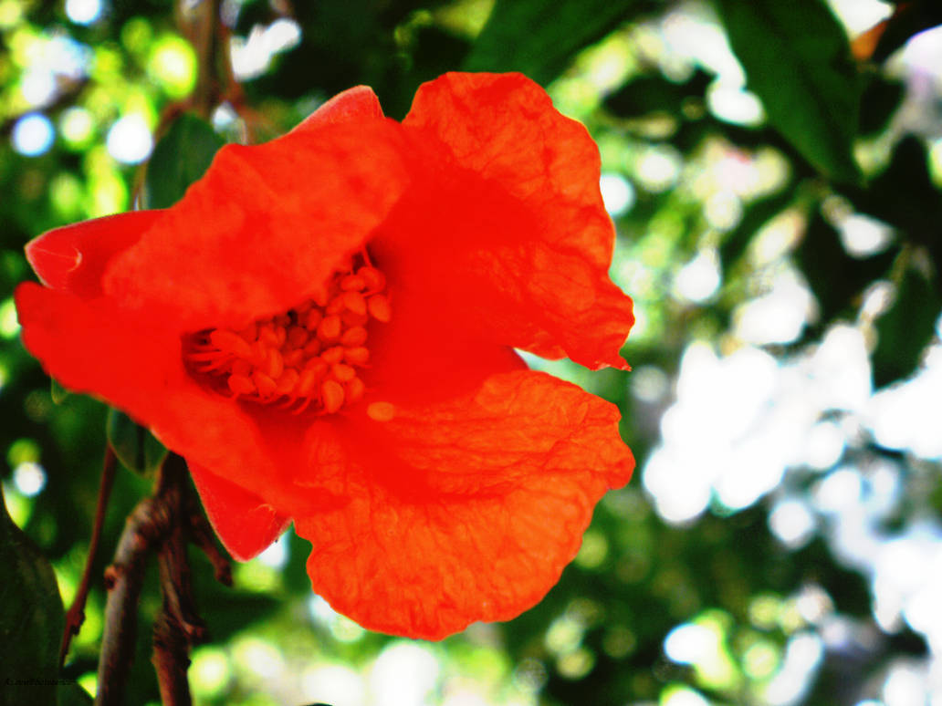 Strong Color Flower Strong colors~blunt little flower by AsavisPhotoSence on DeviantArt