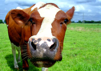 Friendly Cow