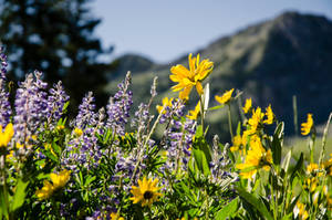 Wild Flowers