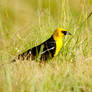Yellow Head Blackbird