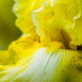 Flowers-13 (yellow iris 2)