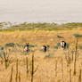 Antelope Island 005