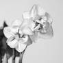 Studio Flower-2 2 Bw