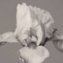 Studio Flower-9 2 Bw