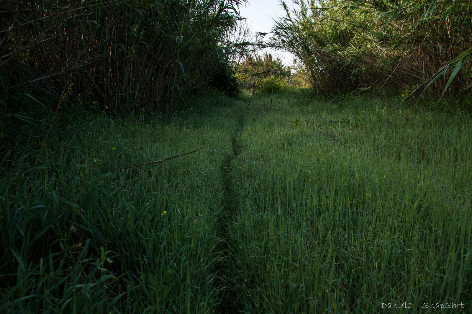 Wild Path by DanielD-SnapShot on DeviantArt