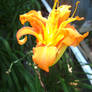 Fire lilly