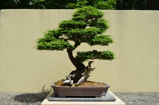 Bonsai tree1