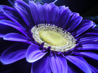 Purple Flower