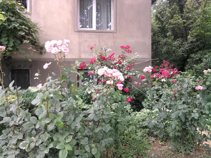 Rose Garden 1