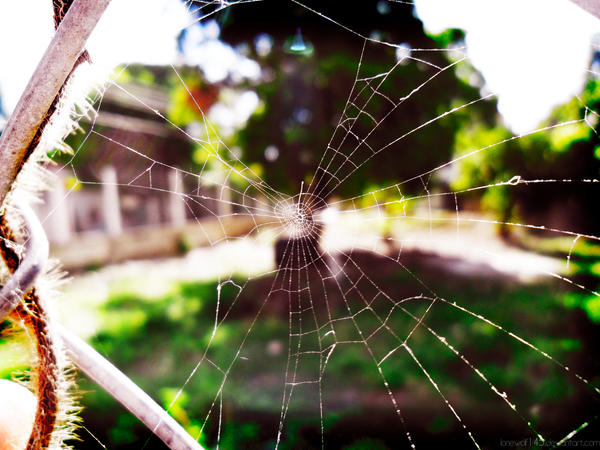 Web