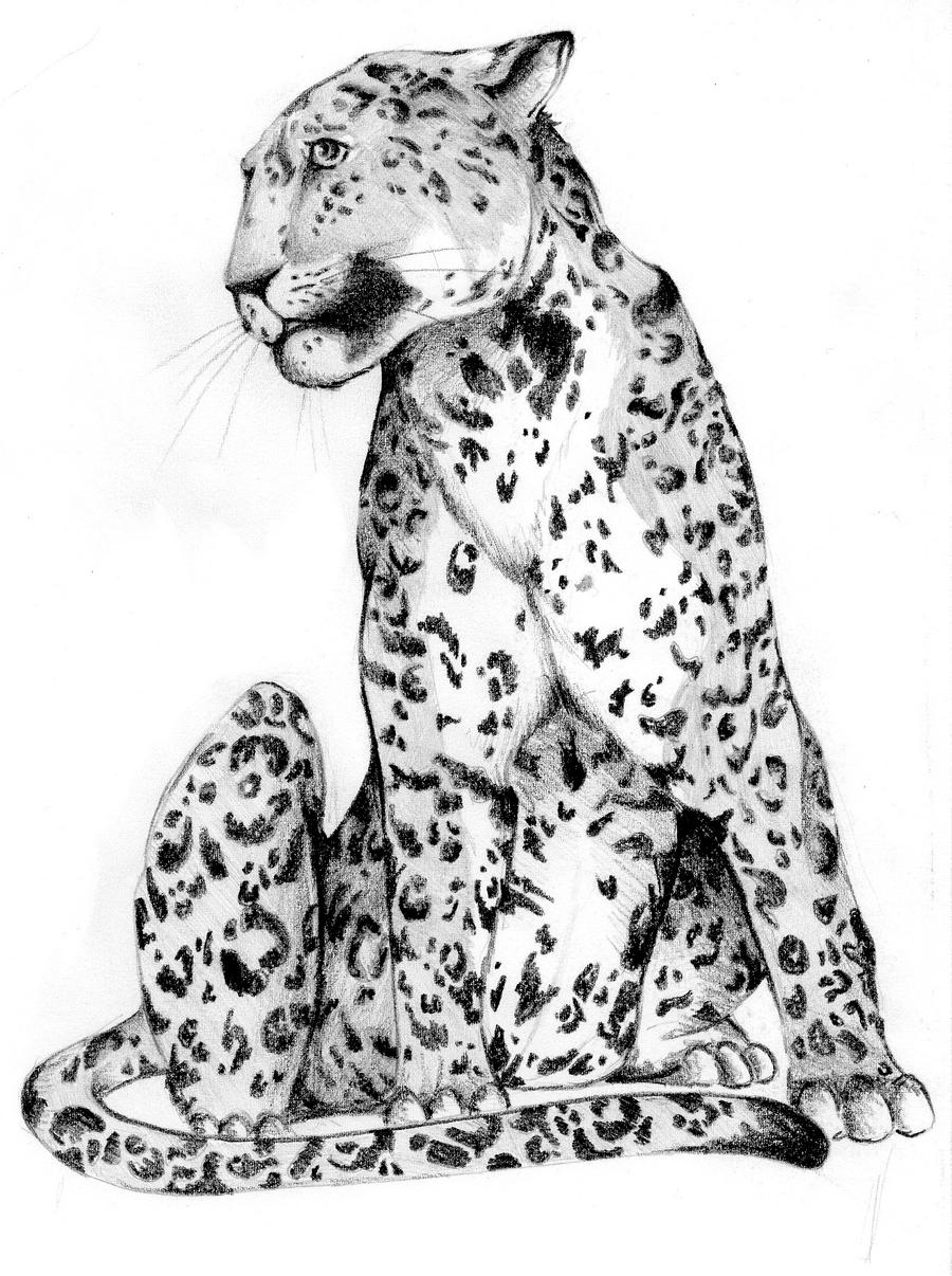 leopard