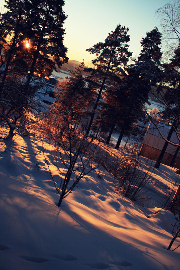 Sun behind the trees