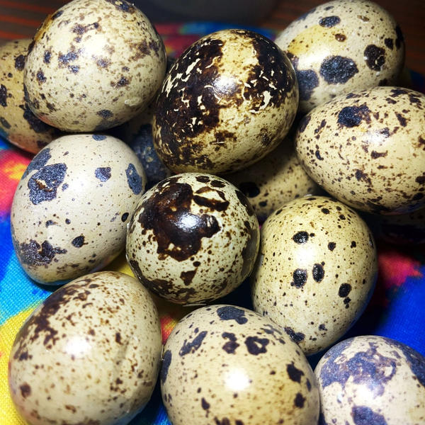 Pugo In English Pugo by Yankumi19 on DeviantArt