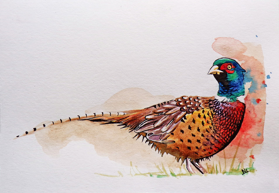 Cock Pheasant