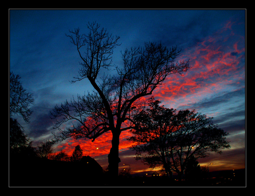 Under A Burning Tree