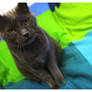 Grey Cat on Comforter