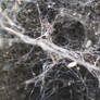 Web of Natural Lace