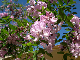 Pretty Flowers