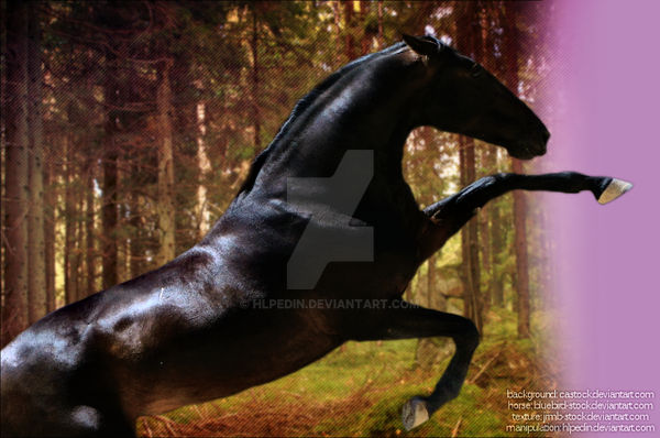 Dark Rearing Dark Rearing Horse by hlpedin on DeviantArt