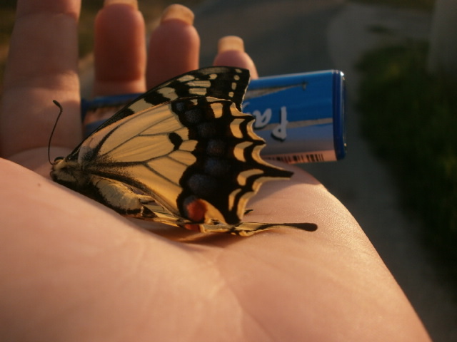 A piece of nature on the palm