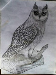 Owl Sketch