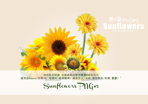 SunflowersPNG#5