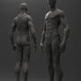 Male Anatomy FREE Download