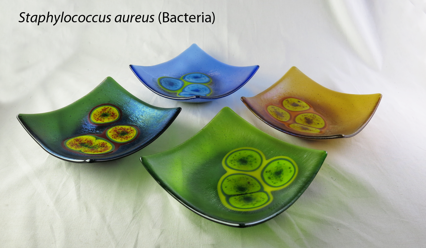 Staphylococcus aureus Bacteria Fused Glass Dishes