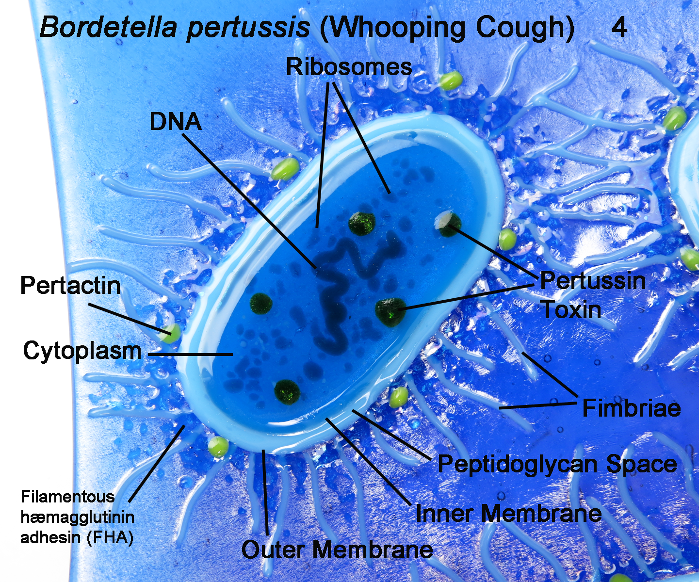Bordetella Pertussis 4 Whooping Cough glass Dish by trilobiteglassworks on  DeviantArt