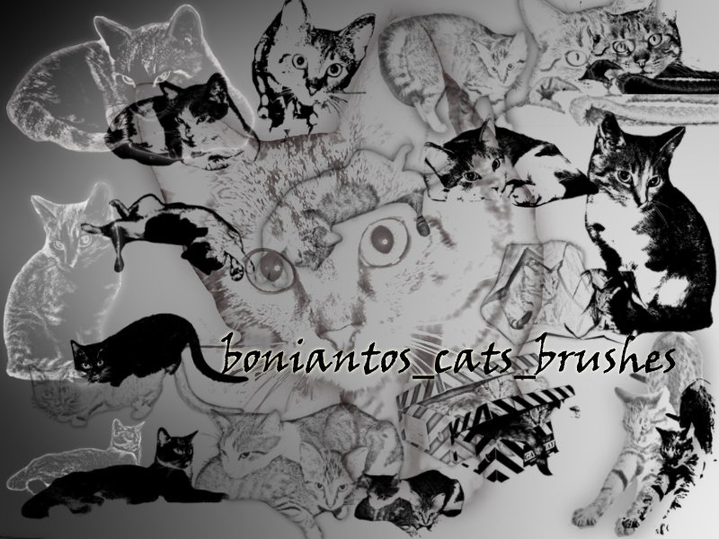 boniantos_cats_brushes