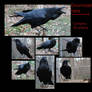 Common Raven Free Stock