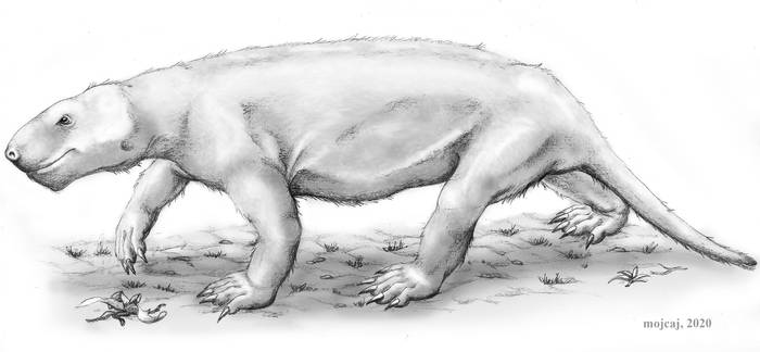 Gorgonopsian Scymnognathus