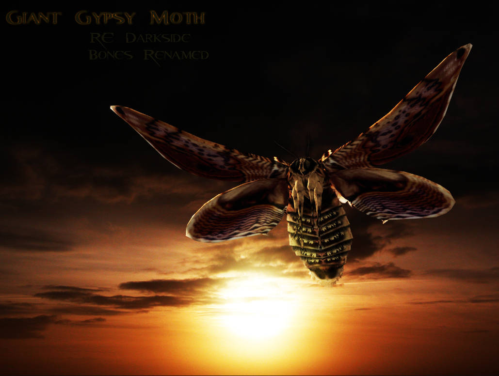 Giant Gypsy Moth Model by a-m-b-e-r-w-o-l-f