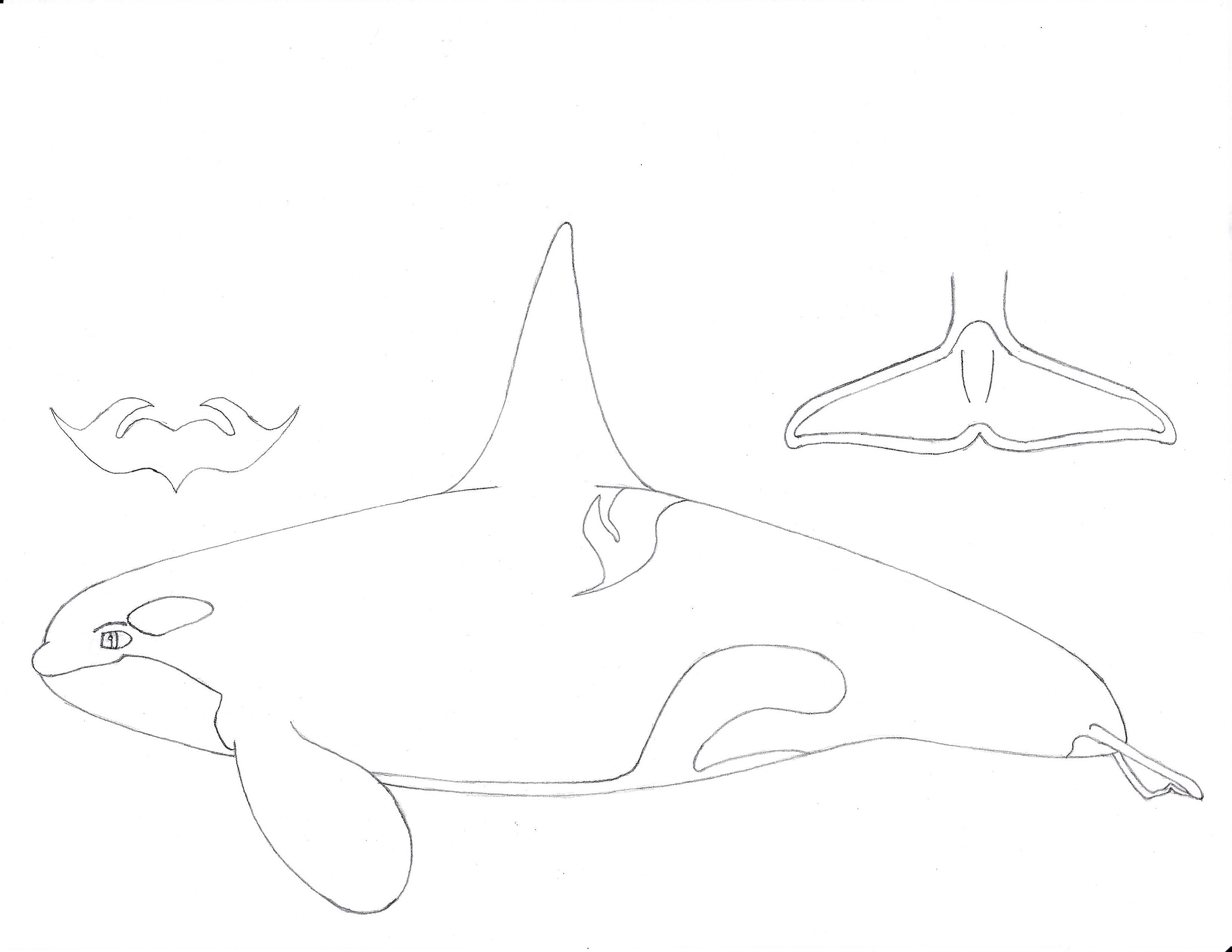 Orca Outline
