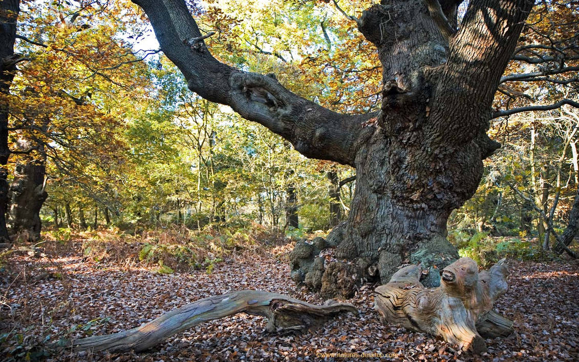 дерева вы мои дерева бачурин текст. песня дерева вы мои. мои деревья в федоровку. дерева вы мои. дерева вы мои дерева слушать.