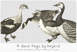 4 duck Pngs by heykid