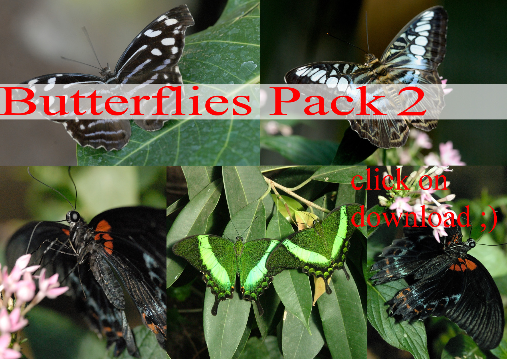 butterflies PACK 2