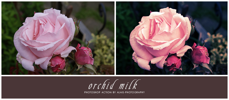 action: orchid milk