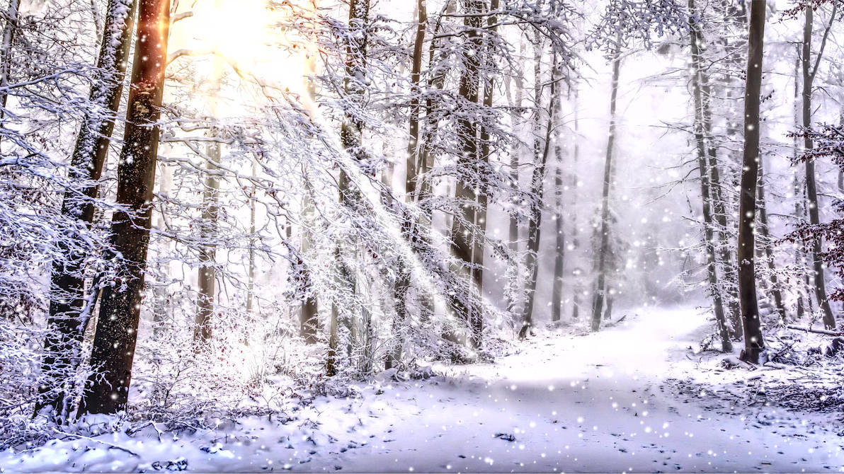 Winter Forest by Fiulo on DeviantArt