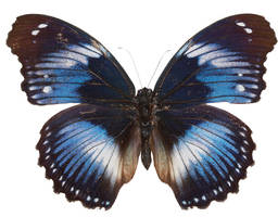 Butterfly 42-15876680