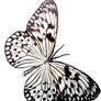 Butterfly 42-17619983