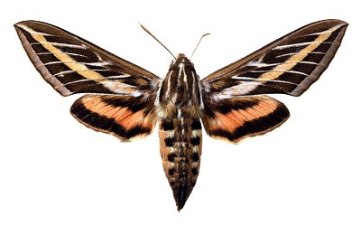 Butterfly BXP27784