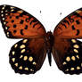 Butterfly BXP27791